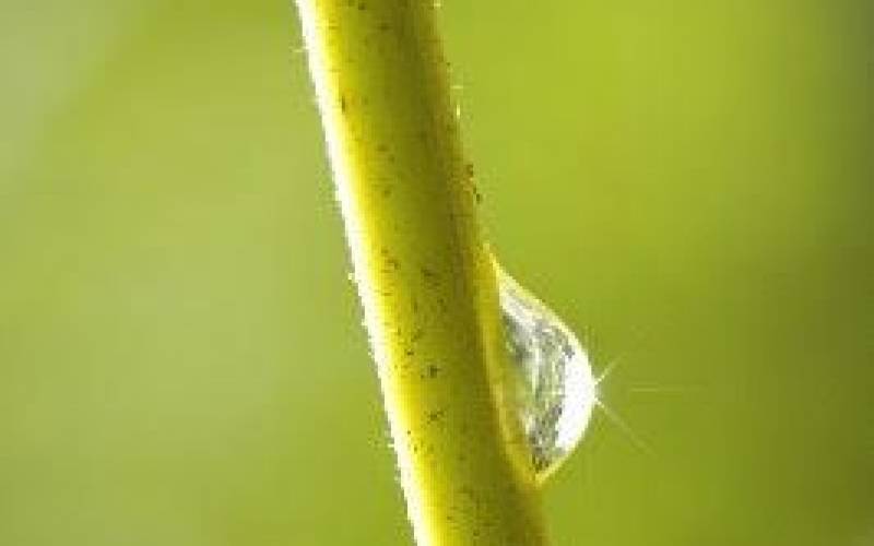 dew_drop_on_branch