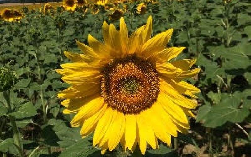 sunflower-